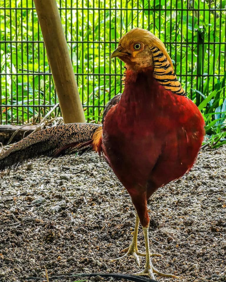 5 Mini Zoos In Selangor That Are Just As Fun As The Big Ones