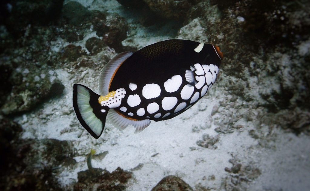 Scuba Diving Instructor, Harris Hisham Is Embracing Life On Tioman Island