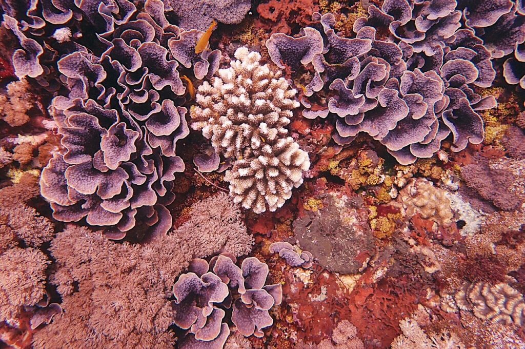 Scuba Diving Instructor, Harris Hisham Is Embracing Life On Tioman Island