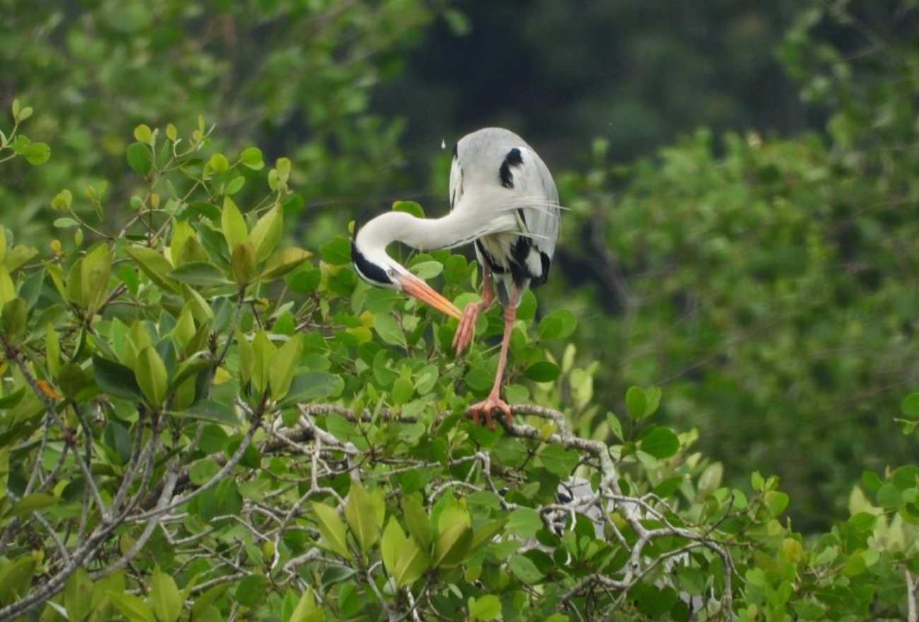 Bird at Desaru Coast
