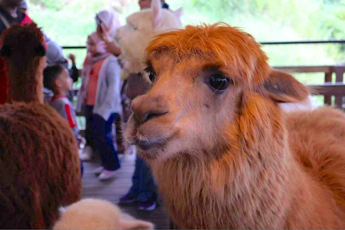 The Sheep Sanctuary captured with Canon EOS R50